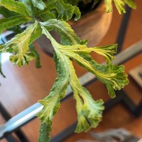 Photo of the plant species Ribbon Fern by @ZarfAnise named Dax on Greg, the plant care app