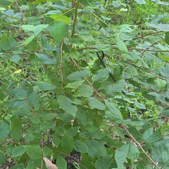 Photo of the plant species Nanking Cherry by @GodlyMarestail named Daphne on Greg, the plant care app