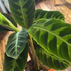 Plant care for Calathea Bicajoux® 'Cobra Pink' on Greg, the plant care app