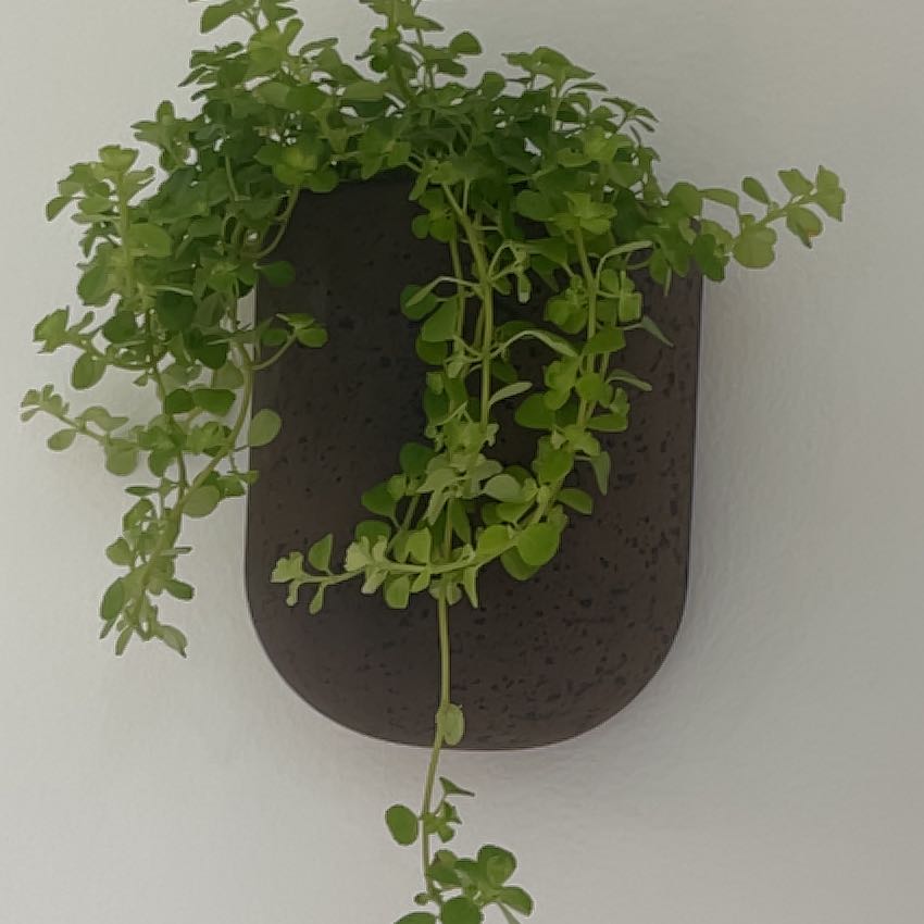 Photo of the plant species Green baby tears by @SnazzyThemiller named Baby on Greg, the plant care app