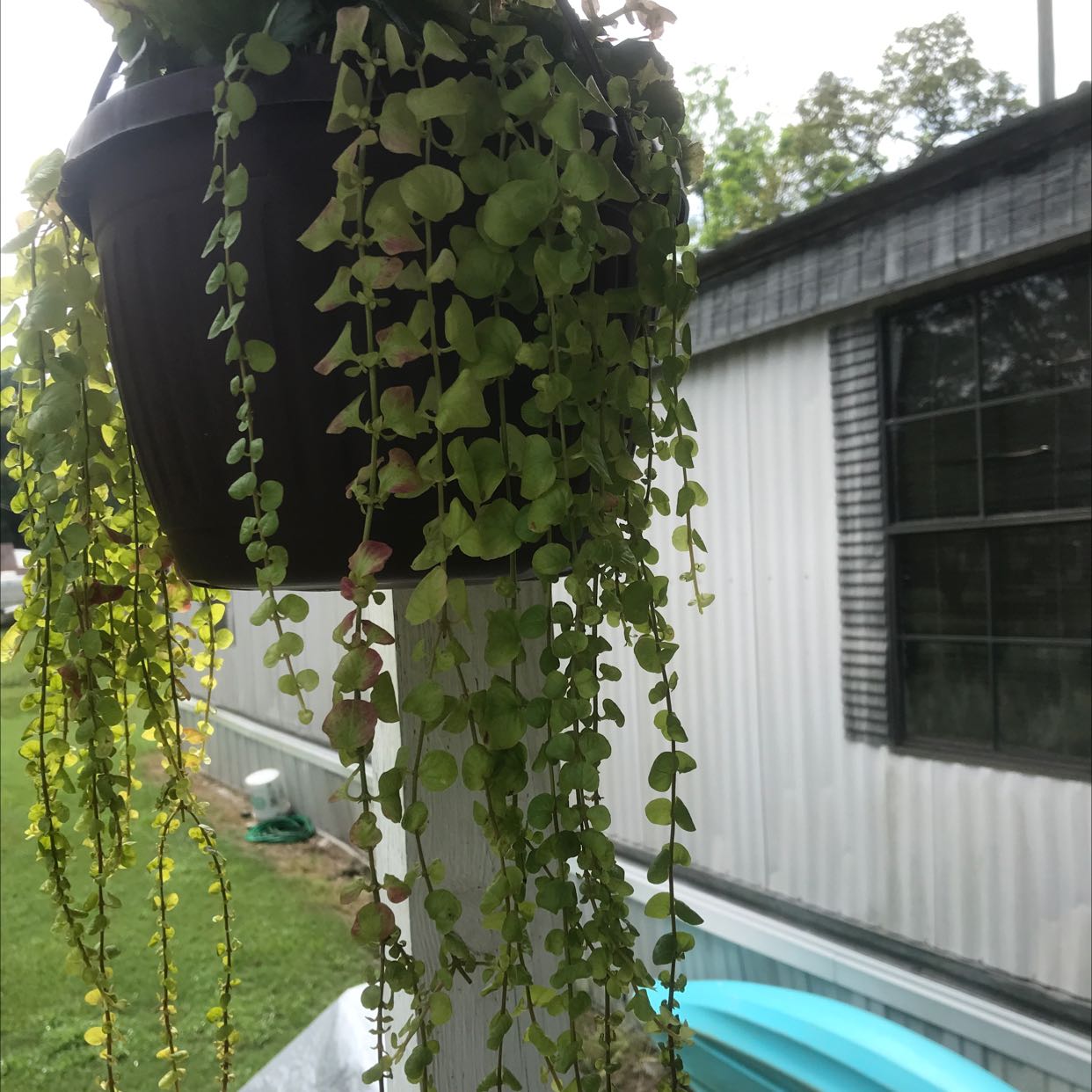 Hanging pot with a Million Hearts plant (Dischidia ruscifolia) in an outdoor setting.