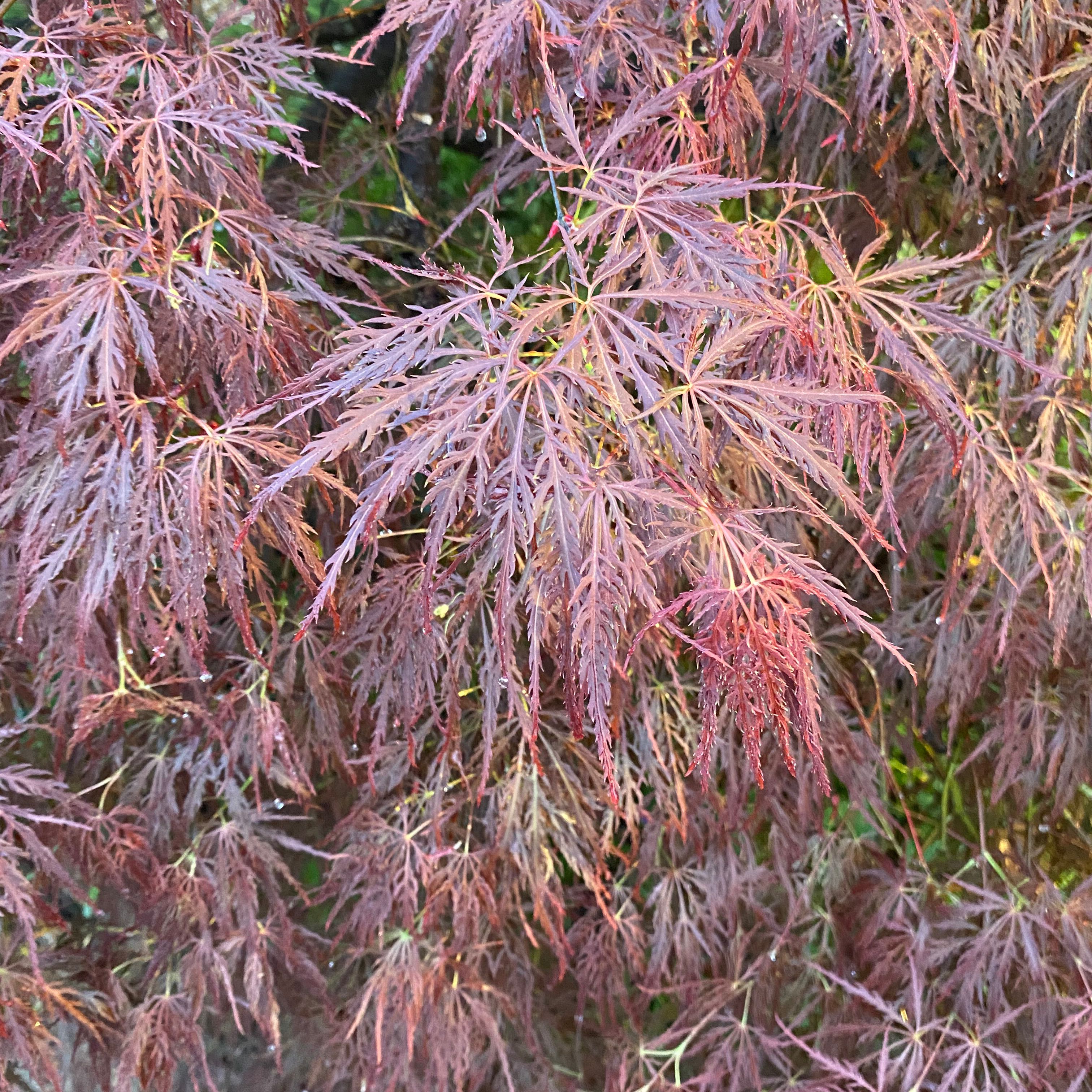 Japanese Maple with finely dissected red and purple leaves.