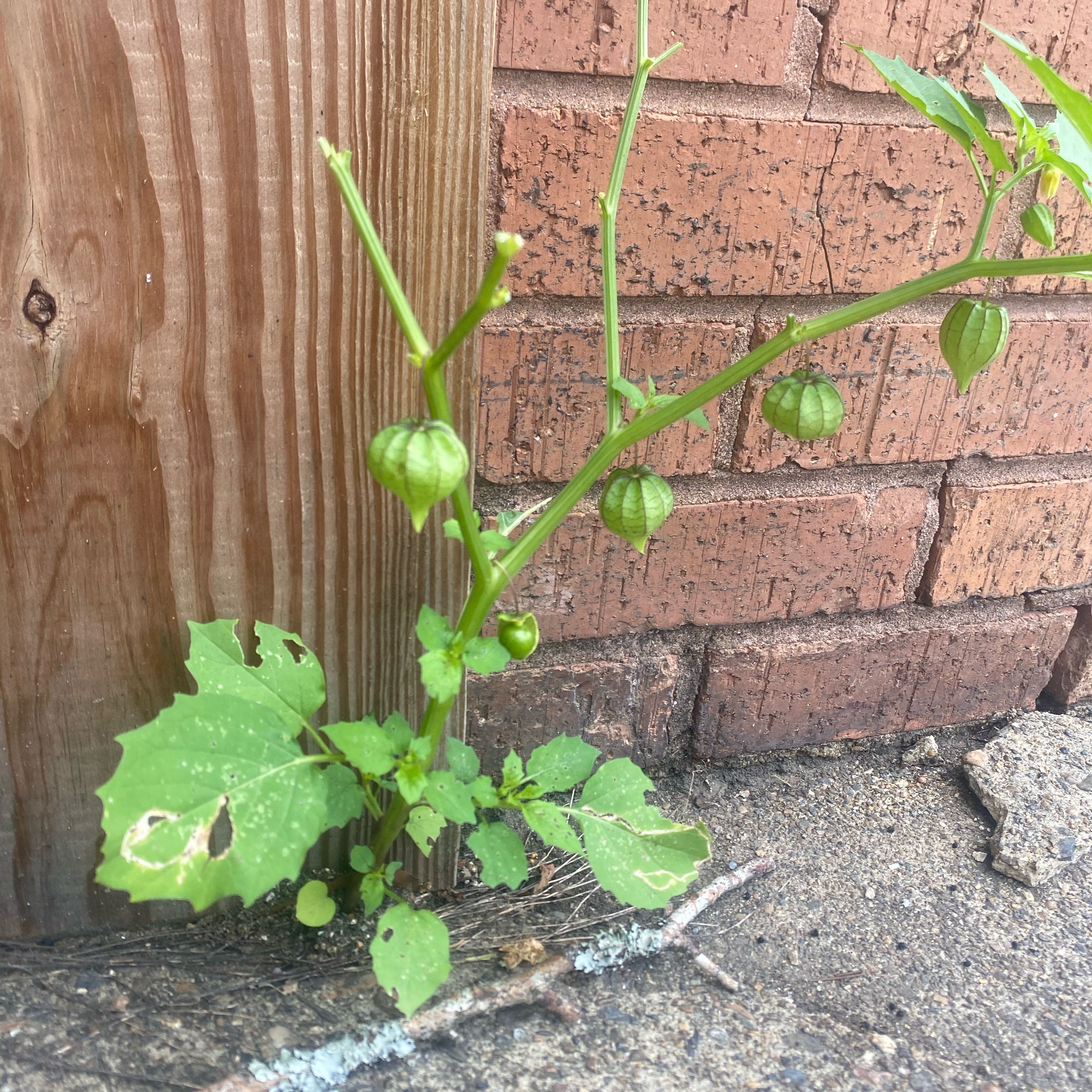 Photo of the plant species Cutleaf Groundcherry by Shelby named Harry on Greg, the plant care app