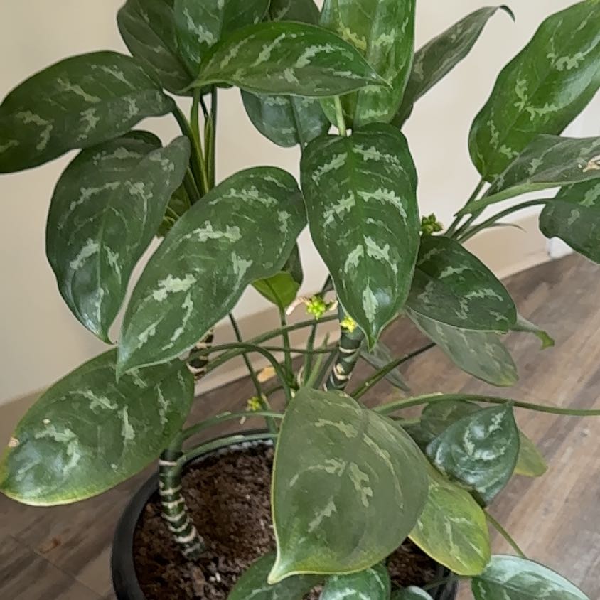 Photo of the plant species Aglaonema MaryAnn by @ProudlyMudpuppy named Maria on Greg, the plant care app