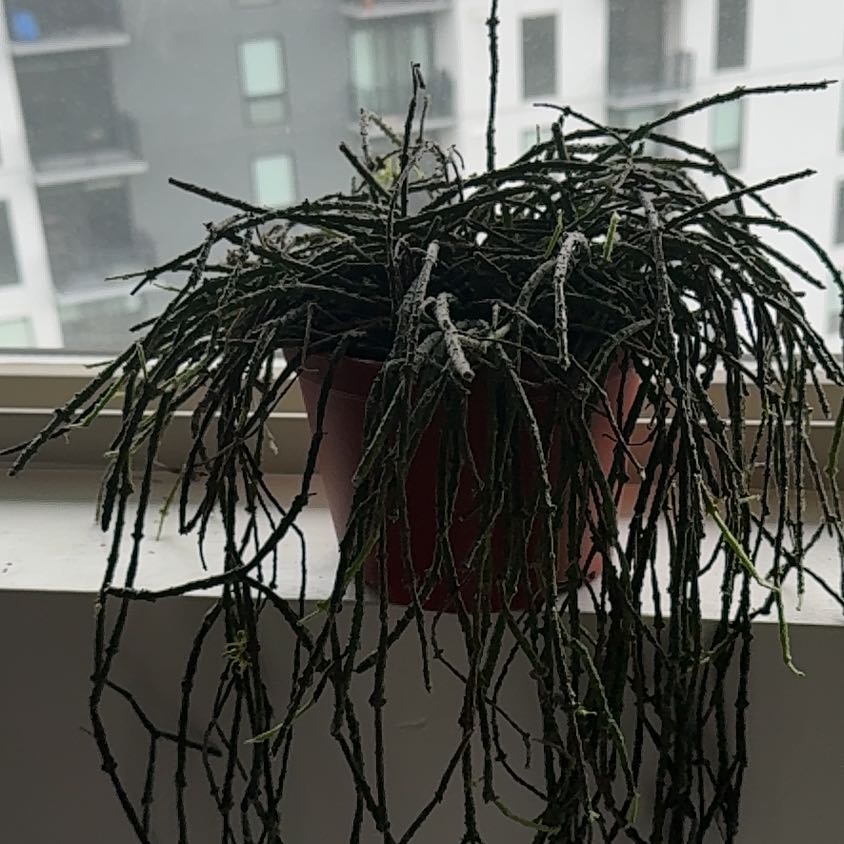 Photo of the plant species Bundle of Sticks by @ProudlyMudpuppy named Gaga on Greg, the plant care app