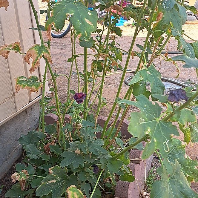 Photo of the plant species Malva Assurgentiflora by @LastingMandarin named Kardashian on Greg, the plant care app