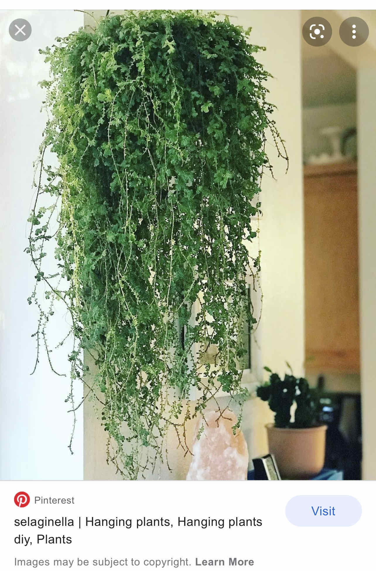 Plant care for Emerald Isle Spikemoss on Greg, the plant care app
