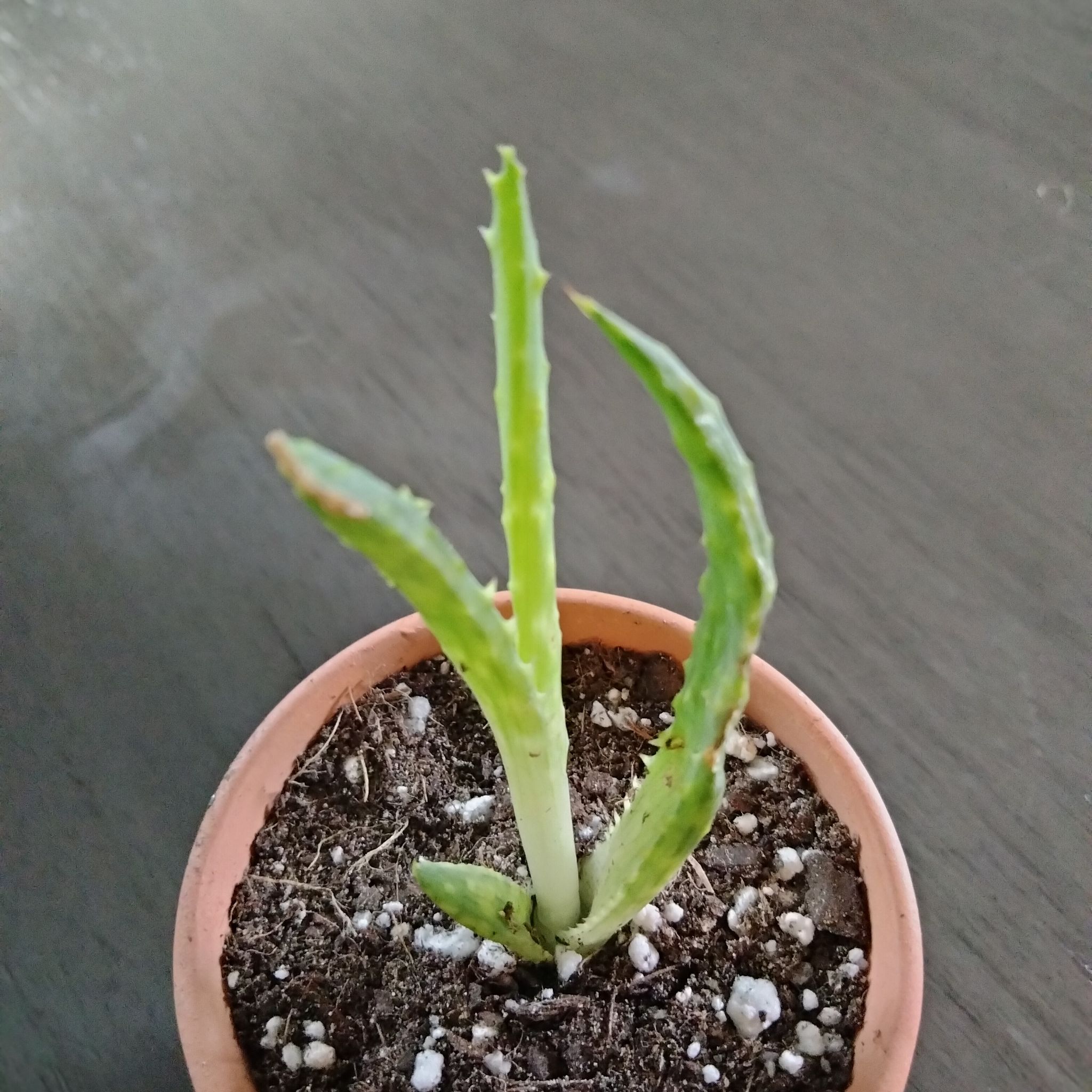 Photo of the plant species Aloe castilloniae 'Blue’ by @Cmar11 named Girlfrond on Greg, the plant care app