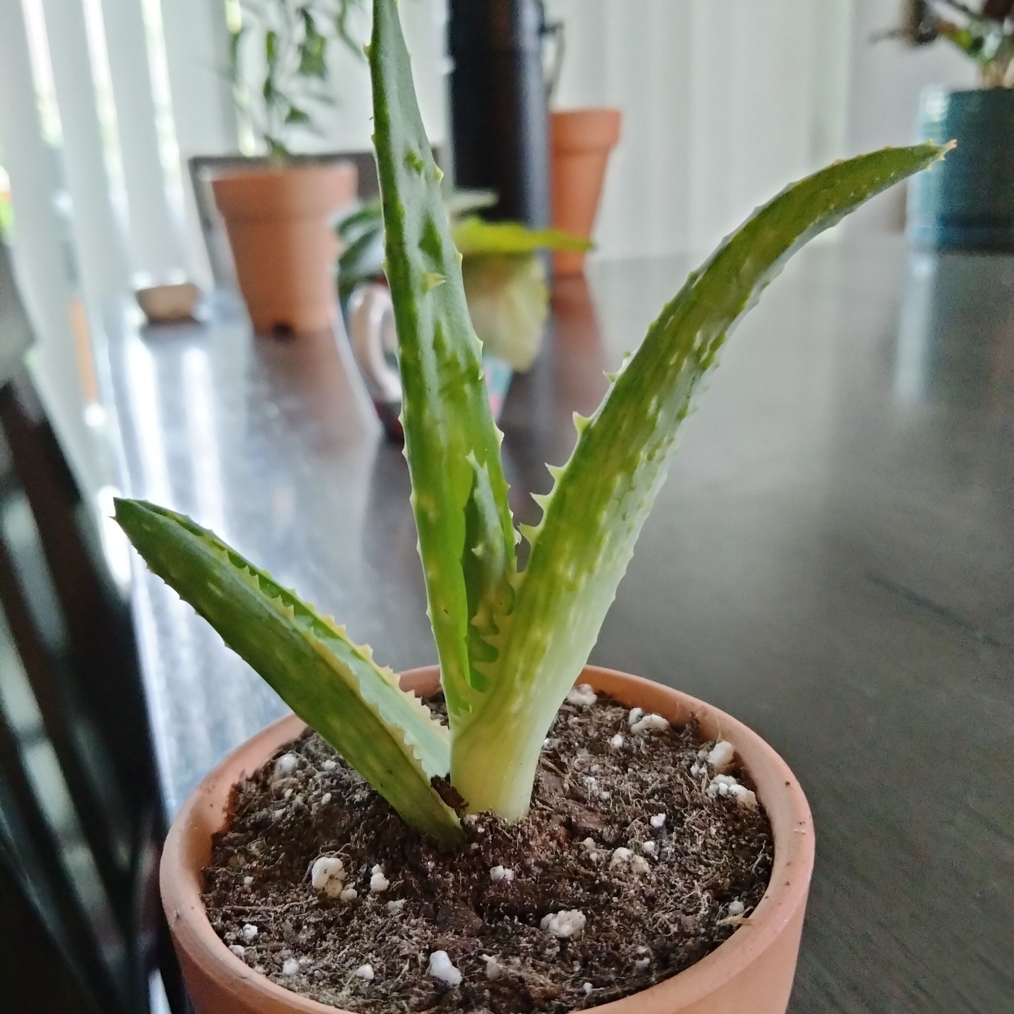 Photo of the plant species Aloe castilloniae 'Blue’ by @Cmar11 named Lola on Greg, the plant care app