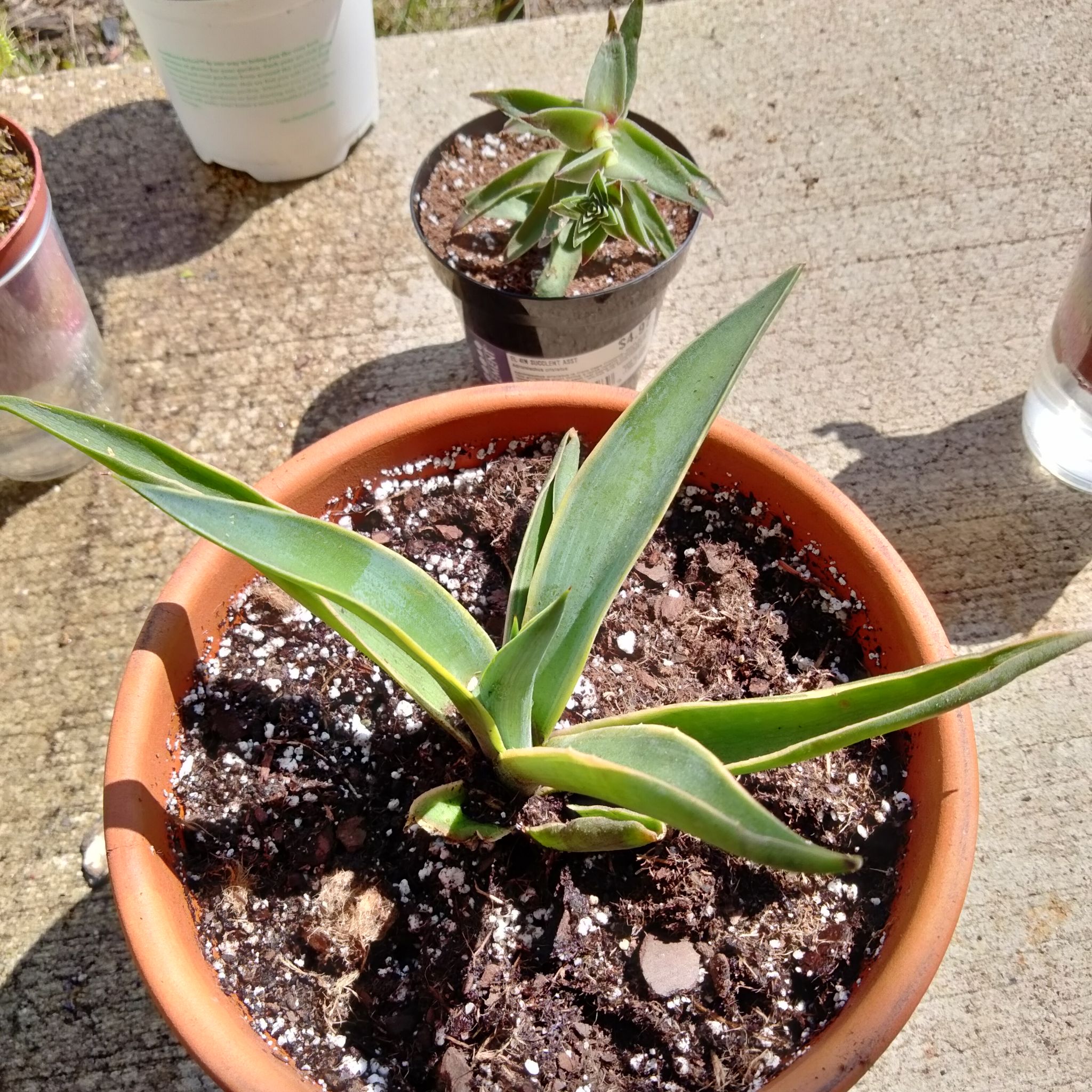 Photo of the plant species Agave desmetiana 'Variegata' by @Cmar11 named Lebron on Greg, the plant care app