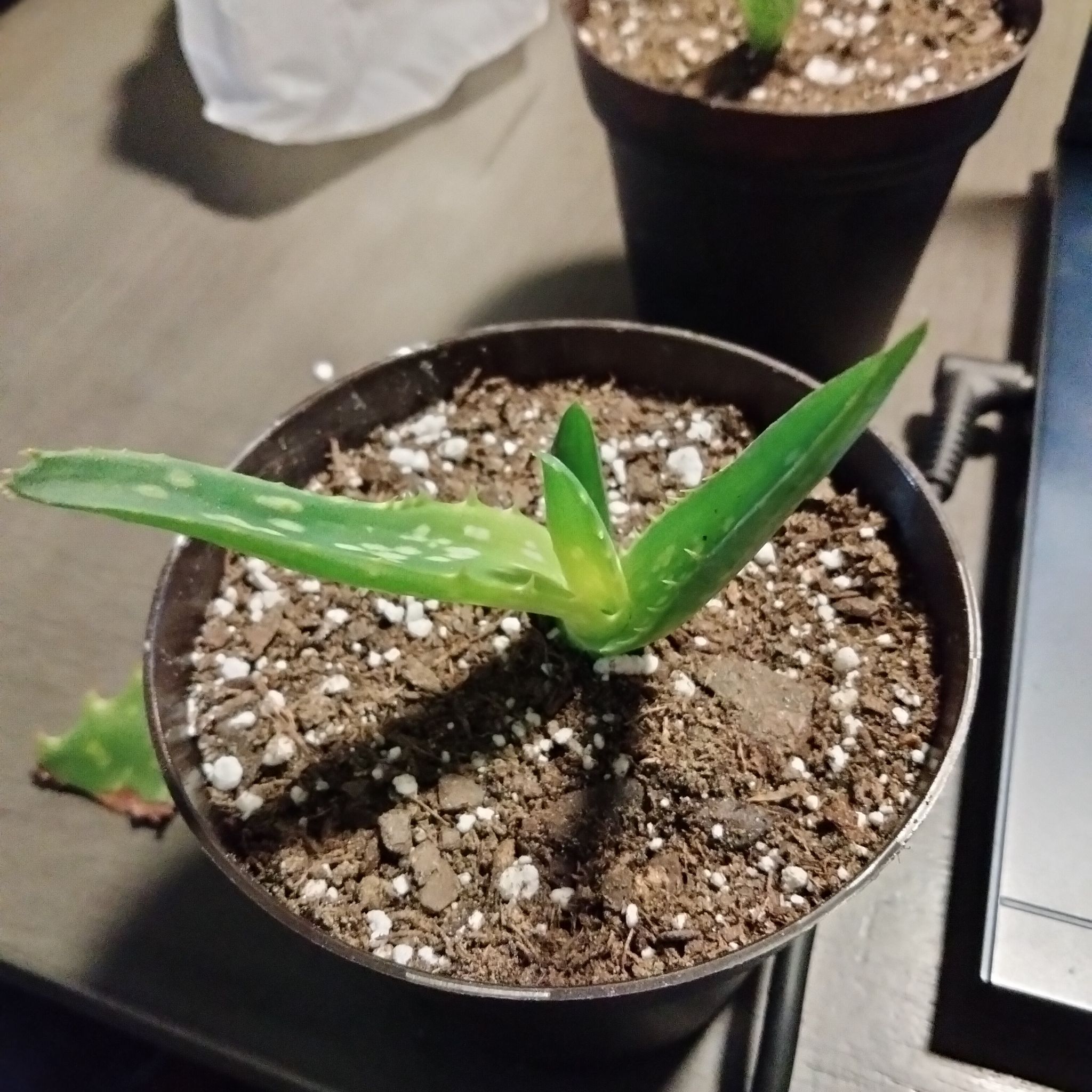 Photo of the plant species Aloe squarrosa by @Cmar11 named Harry on Greg, the plant care app