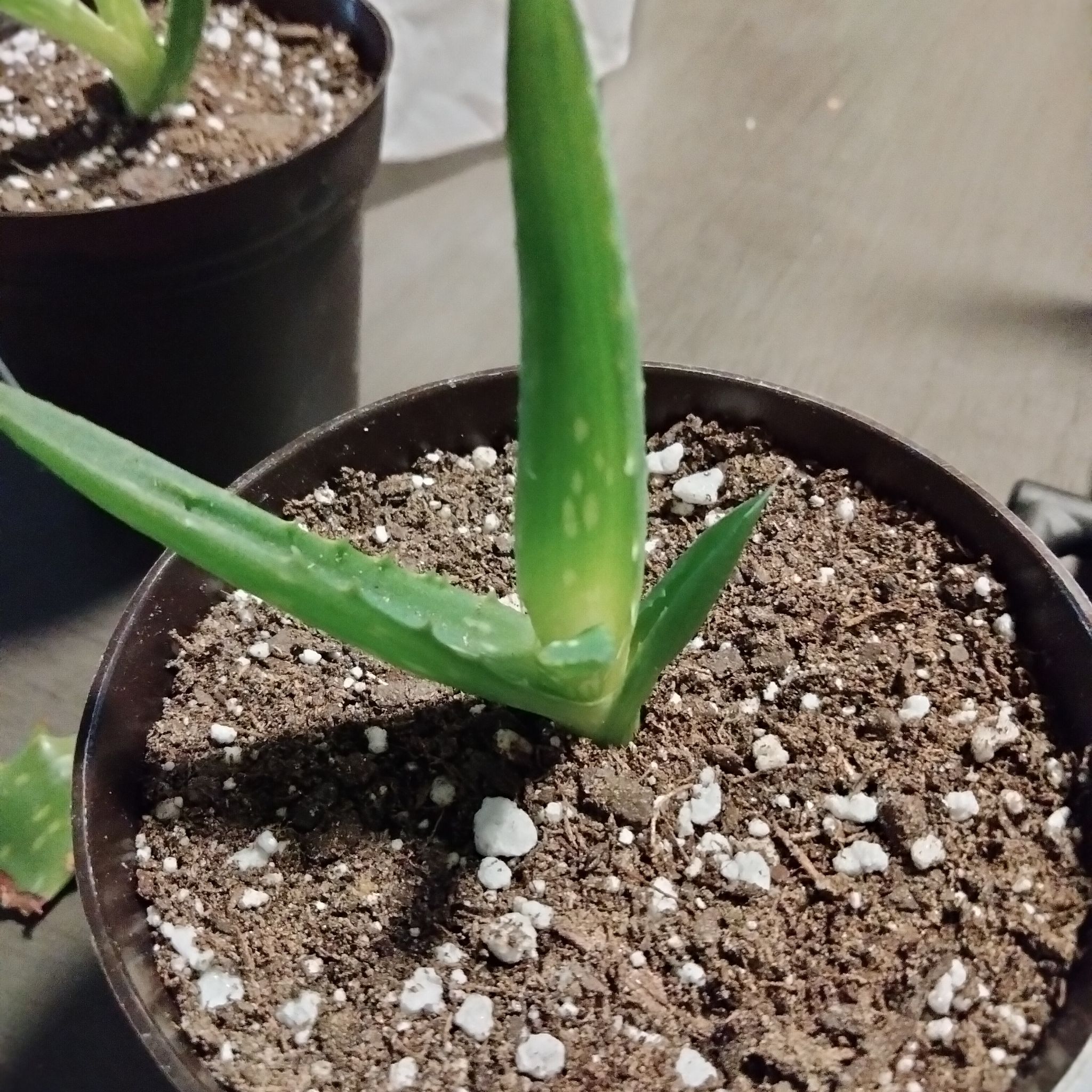 Photo of the plant species Aloe squarrosa by @Cmar11 named Bruce Lee on Greg, the plant care app