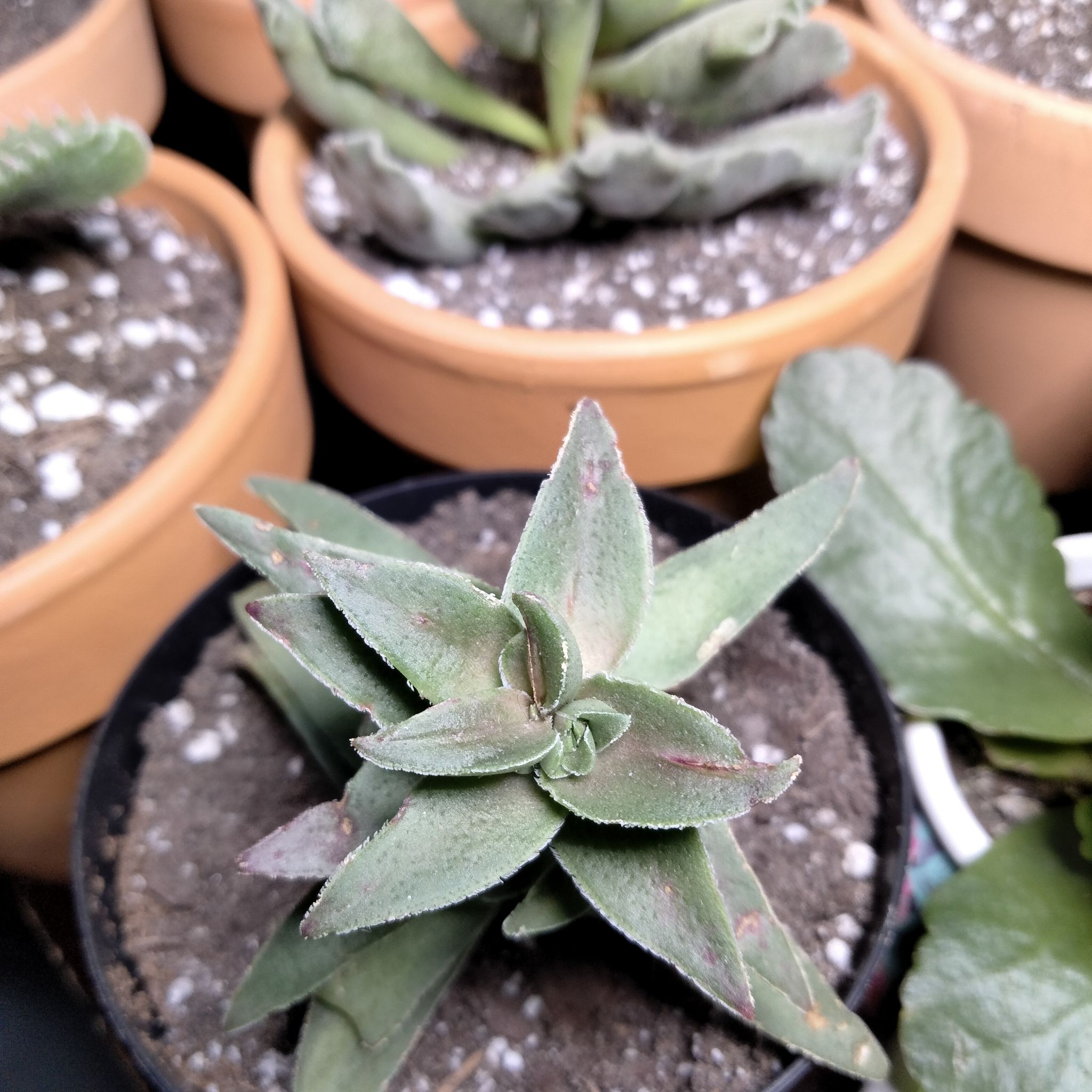 Photo of the plant species Crassula corymbulosa 'Red Pagoda' by @Cmar11 named Mochi on Greg, the plant care app