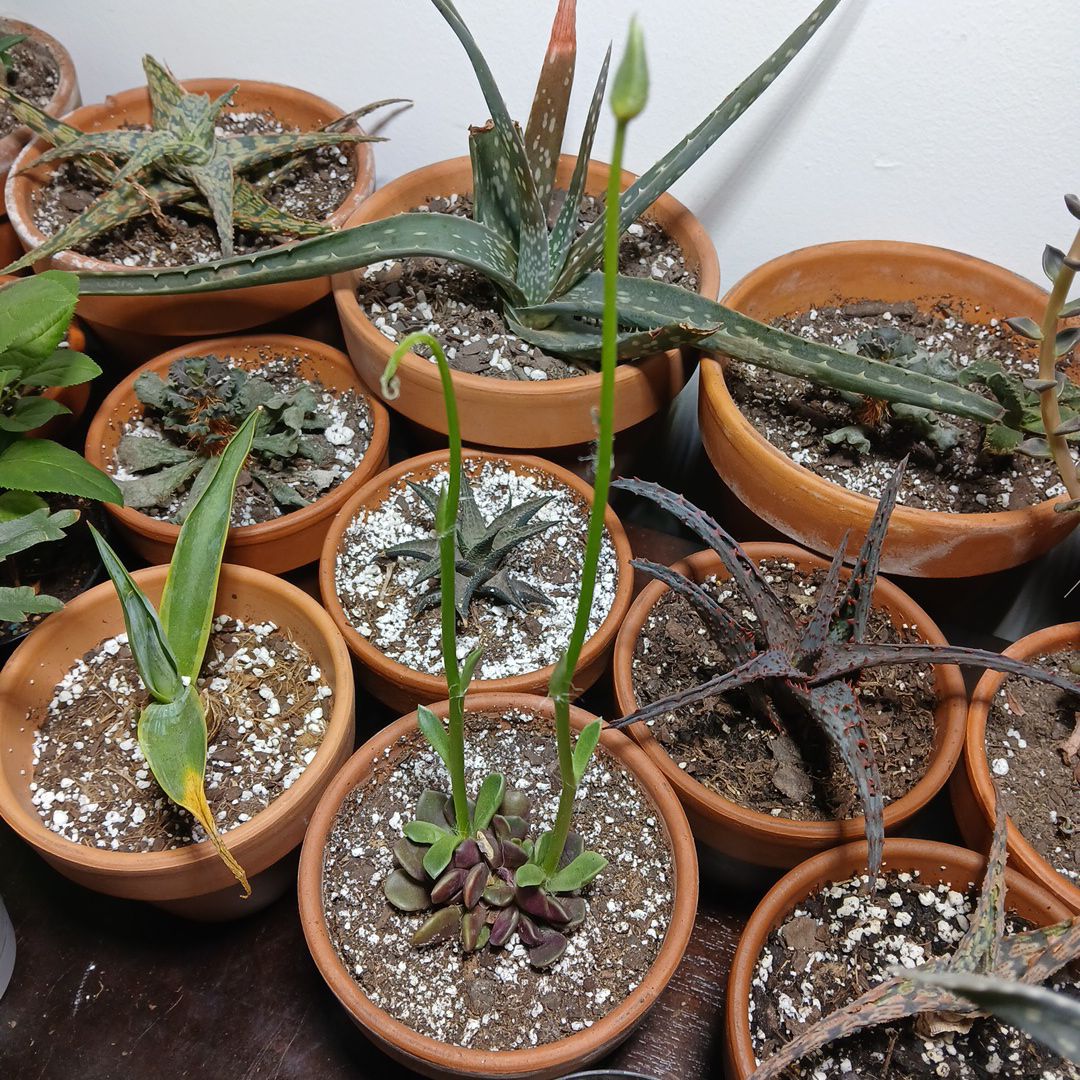 Photo of the plant species Idk by @Cmar11 named Madonna on Greg, the plant care app