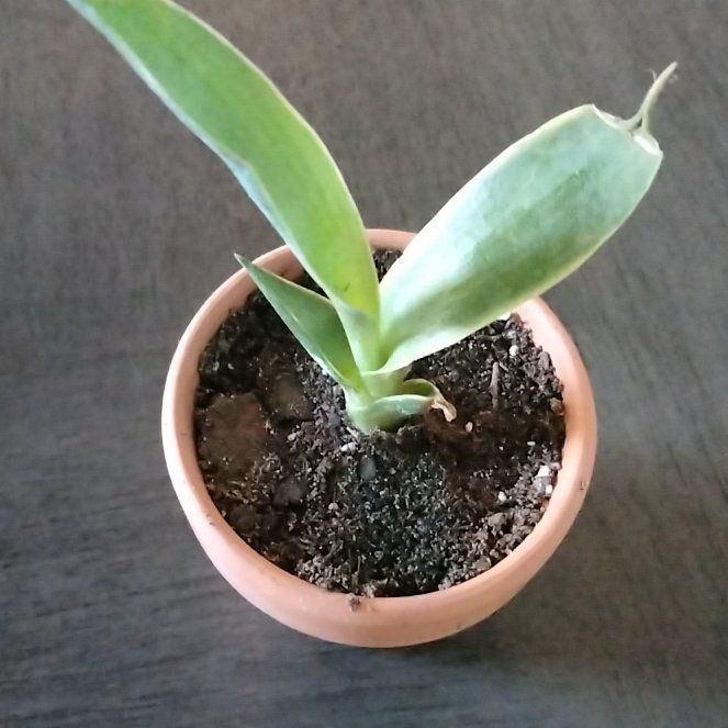Photo of the plant species Agave desmetiana 'Variegata' by @Cmar11 named Daphne on Greg, the plant care app
