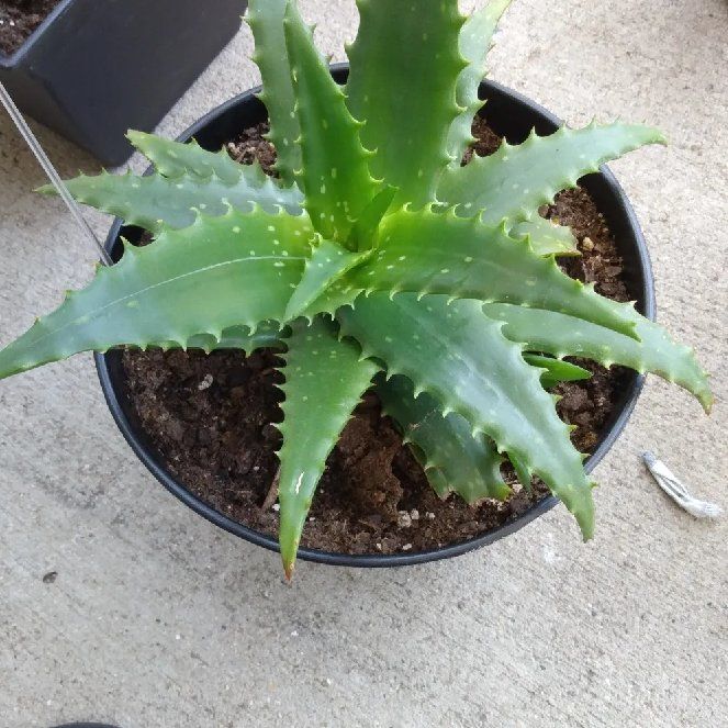 Photo of the plant species Aloe squarrosa by @Cmar11 named Tree Diddy on Greg, the plant care app
