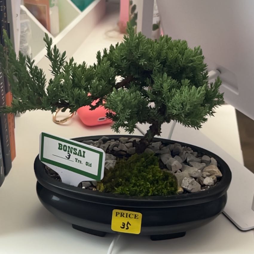 Photo of the plant species Bondsai Tree by @CopiousOxtongue named Marilyn on Greg, the plant care app