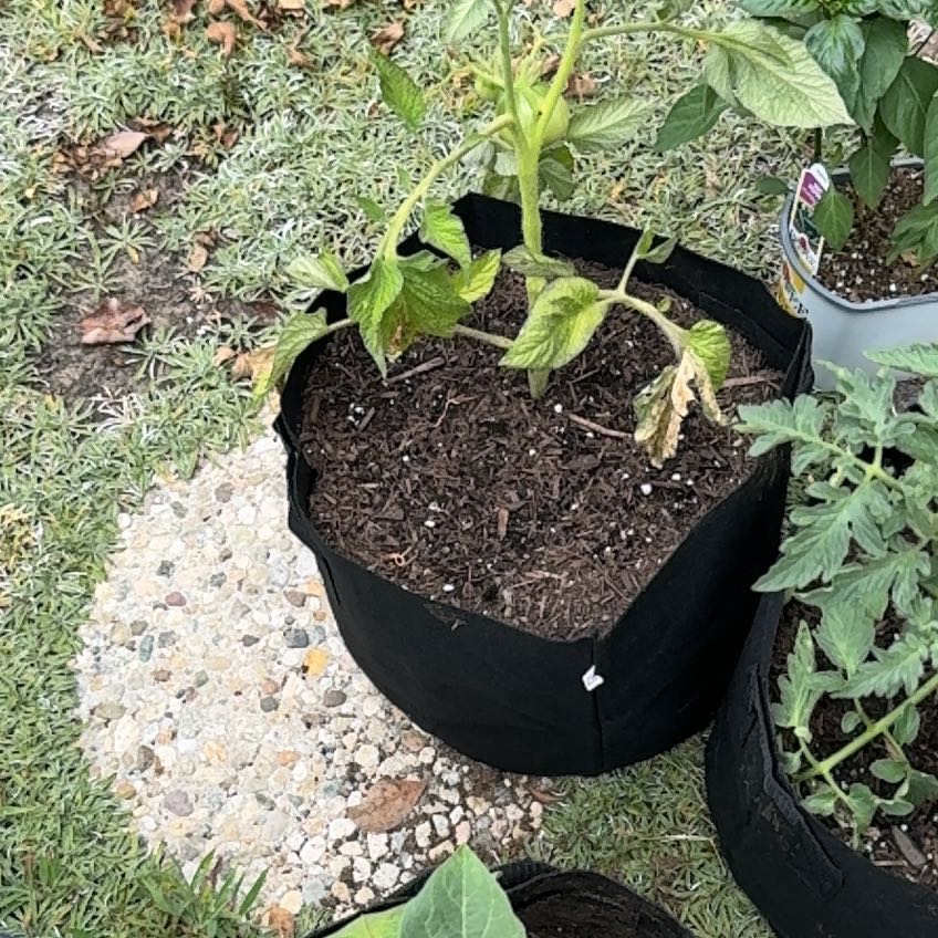 Photo of the plant species Big Rainbow Heirloom Tomato by @UltraEmmenanthe named Kesha on Greg, the plant care app