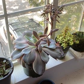Photo of the plant species Echeveria 'Galaxia' by @RapturousSalsa named Zeus on Greg, the plant care app