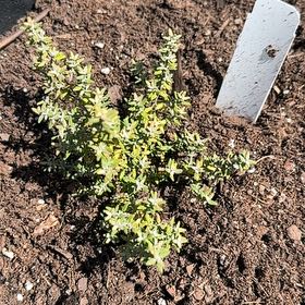 Photo of the plant species Common Thyme by @LargeScaldweed named Tolkien on Greg, the plant care app