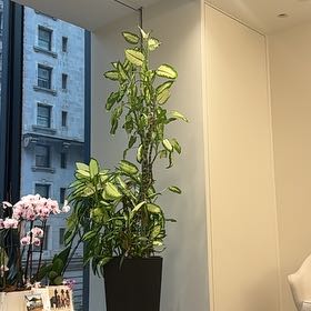 Photo of the plant species Oleander by @LargeScaldweed named Bigleef Smalls on Greg, the plant care app