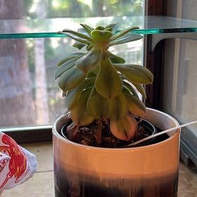Photo of the plant species Aeonium 'Starburst' by @HeirPurpleheart named Geoff on Greg, the plant care app