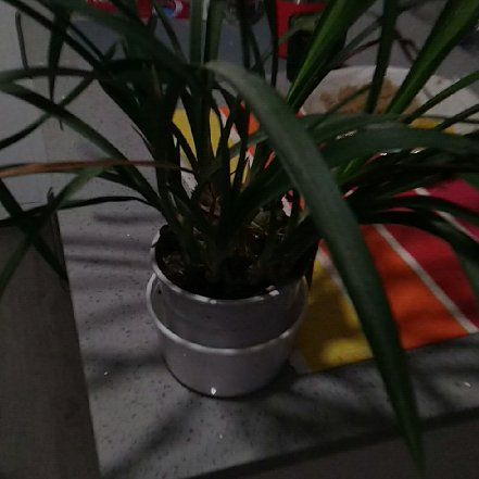 Photo of the plant species Cymbidium orchid by @AgileBabyrubber named Sonora on Greg, the plant care app