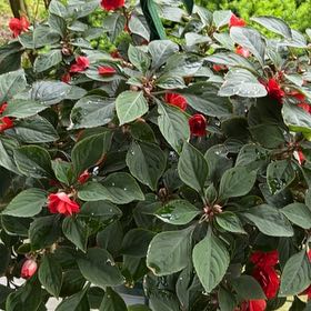 Photo of the plant species Rockapulco Red Double Impatiens by @RealWildprivet named Fire Momma on Greg, the plant care app