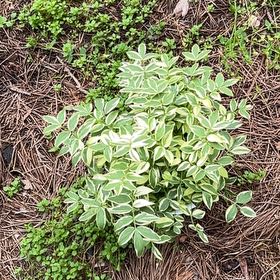 Photo of the plant species Polemonium 'Stairway to Heaven' by @RealWildprivet named Fernie Saunders front on Greg, the plant care app