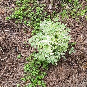 Photo of the plant species Polemonium 'Stairway to Heaven' by @RealWildprivet named Street Side on Greg, the plant care app