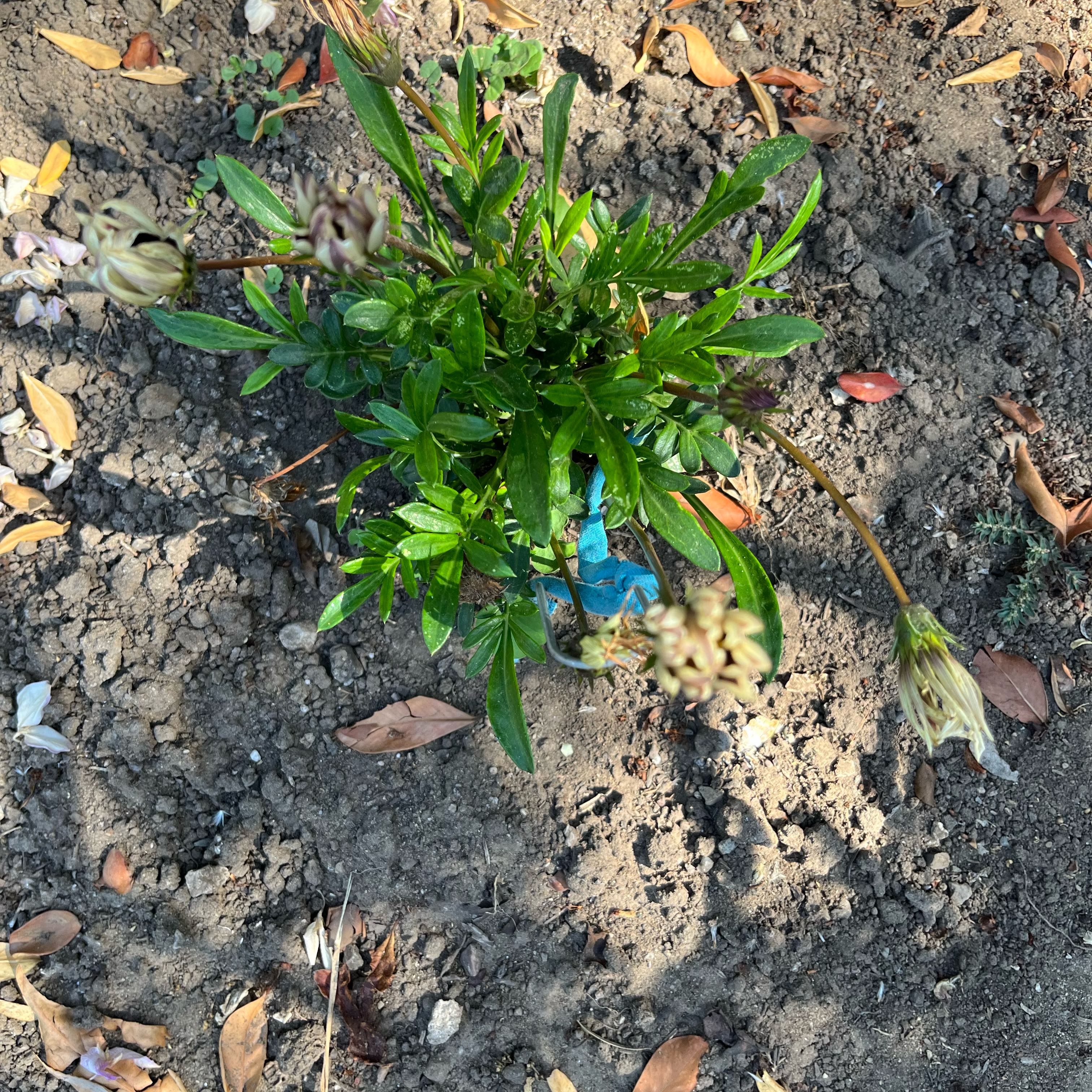 Photo of the plant species Treasure Flower by @JoysomeFittonia named Gazania on Greg, the plant care app