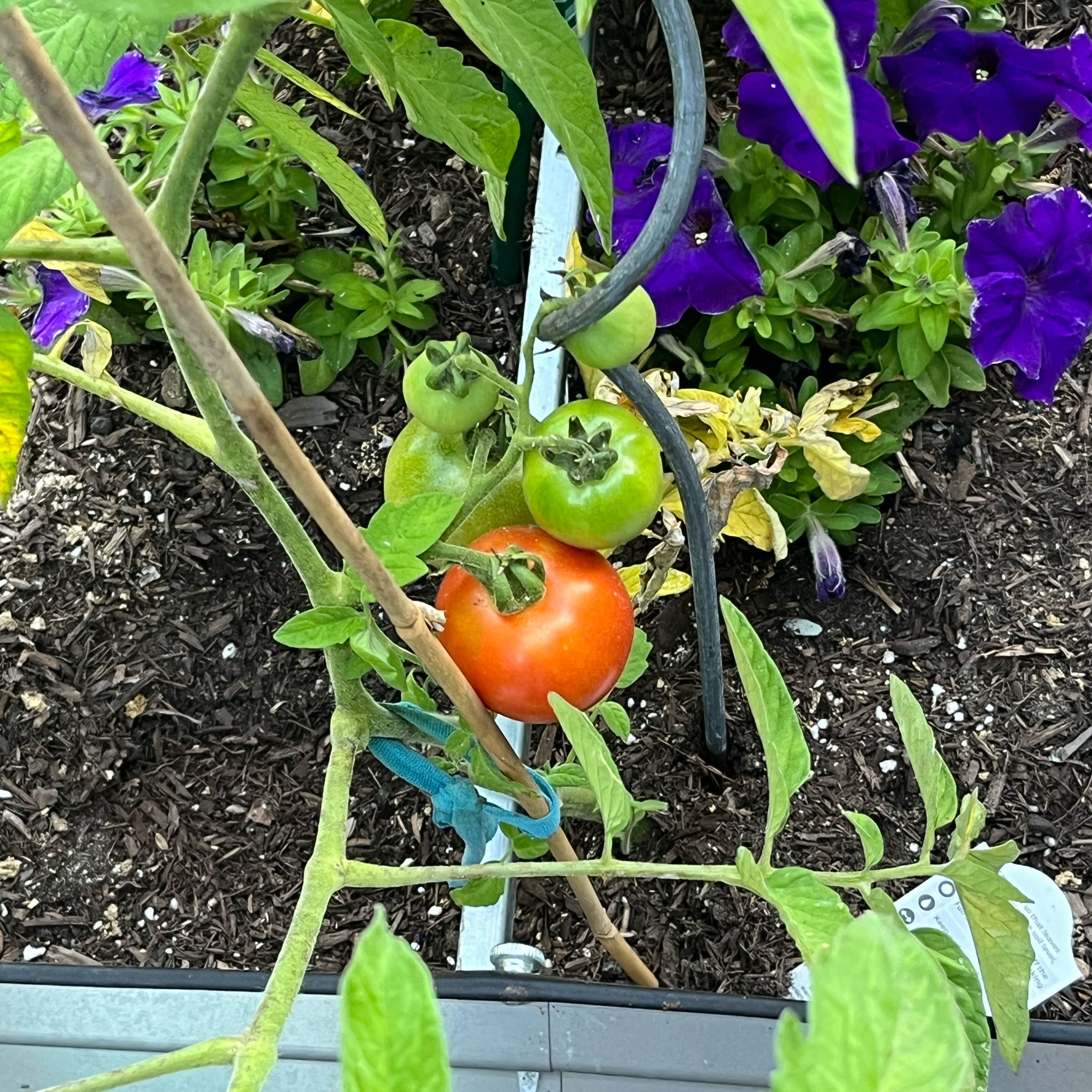 Photo of the plant species Tomato by @JoysomeFittonia named Doja Cat on Greg, the plant care app