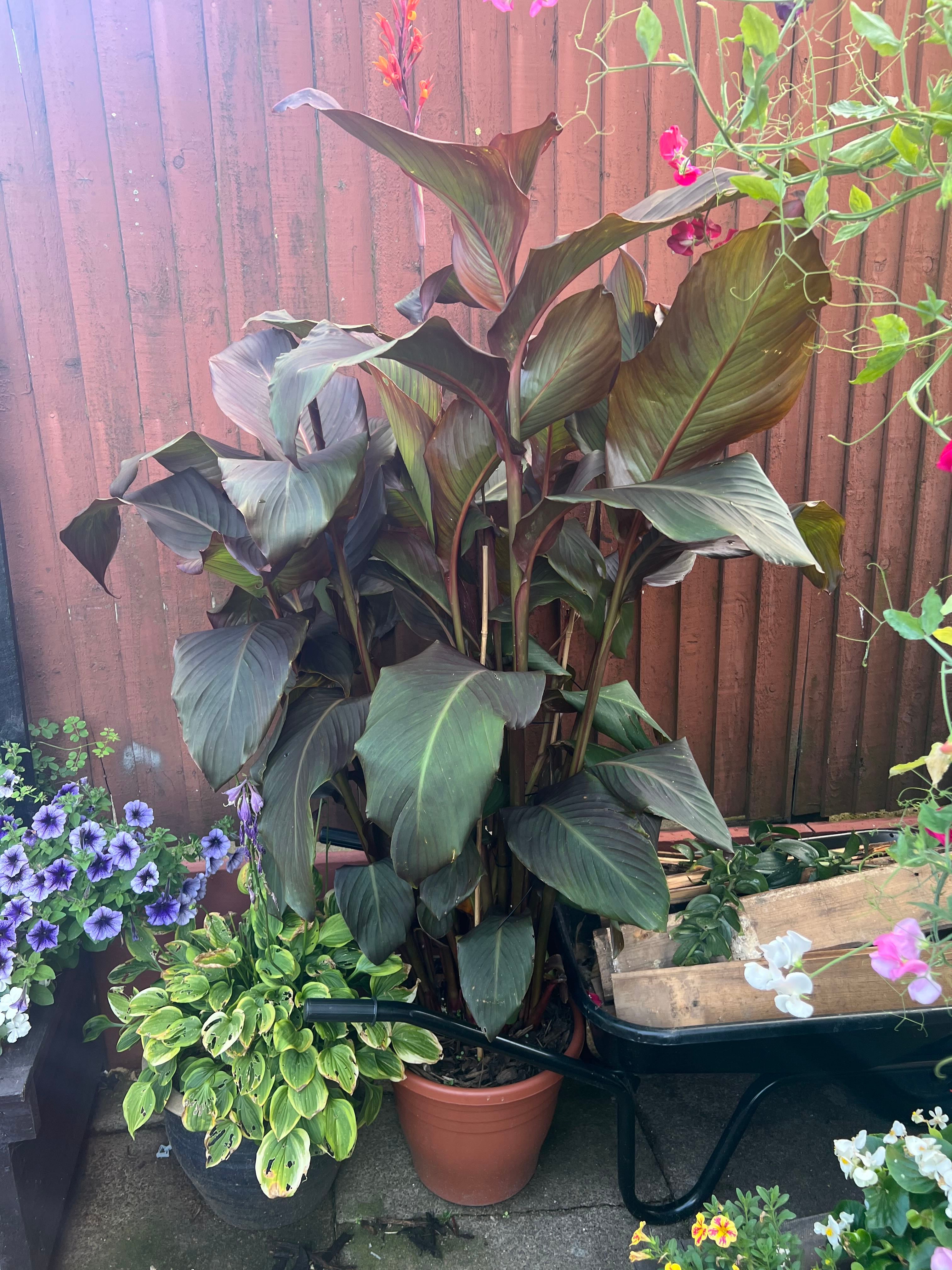 Canna Lily Tropicanna How Much Water & Light Does it Need to Thrive?