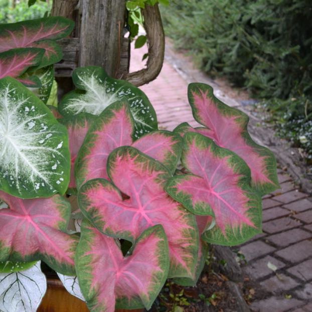 Photo of the plant species Kathleen Angel Wings by @YeahJacaranda named Remington on Greg, the plant care app