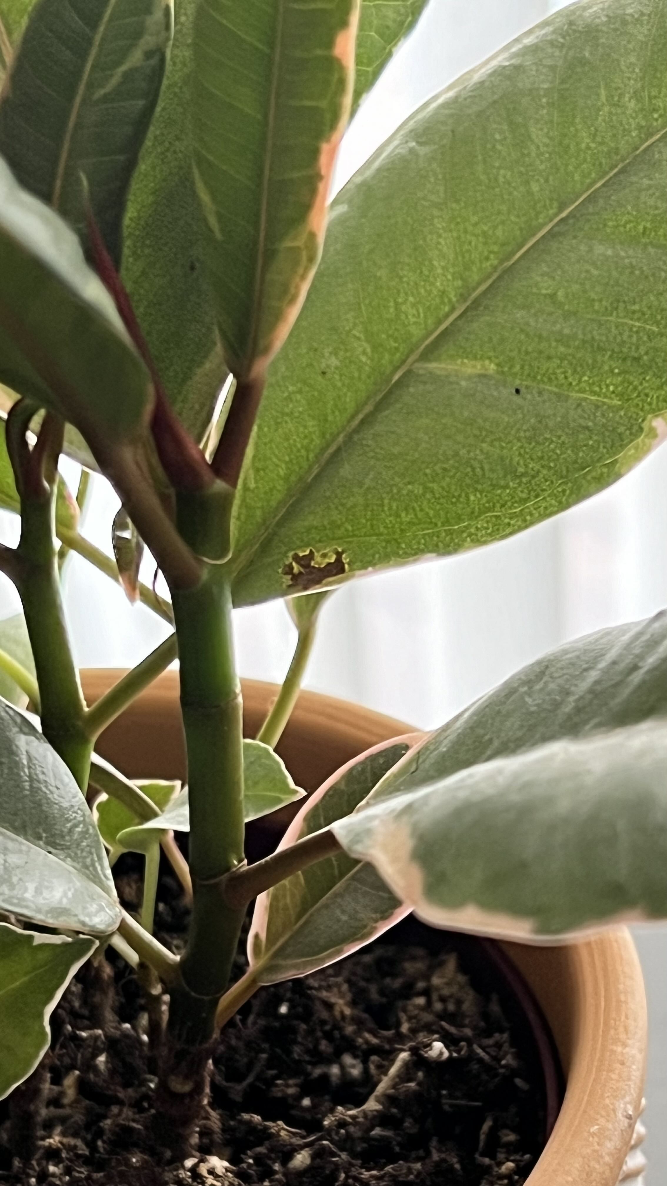 Black Spots on My Variegated Heart Leaf Ficus Leaves