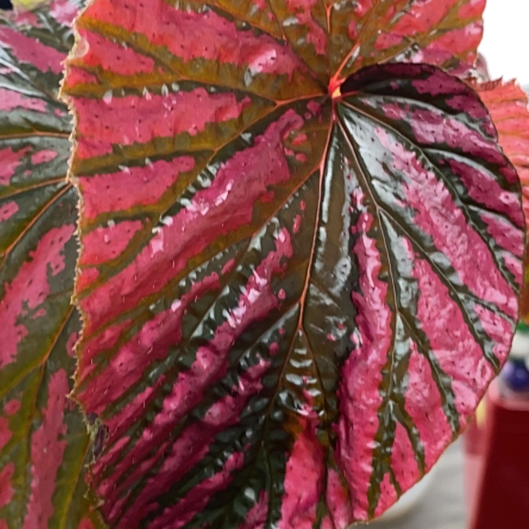Photo of the plant species Exotica Begonia by @JustinTPR named Treeyoncé on Greg, the plant care app