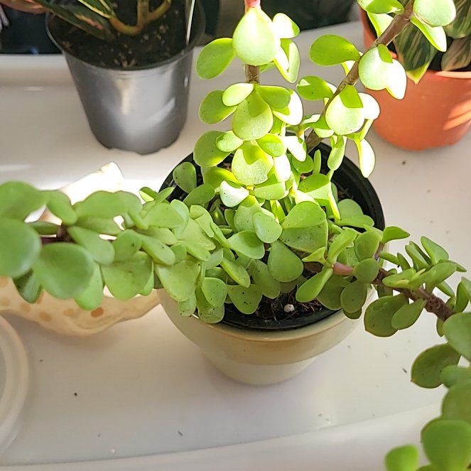 Photo of the plant species creme & green mini jade plant by @Mexicanaficus named Beyonce on Greg, the plant care app