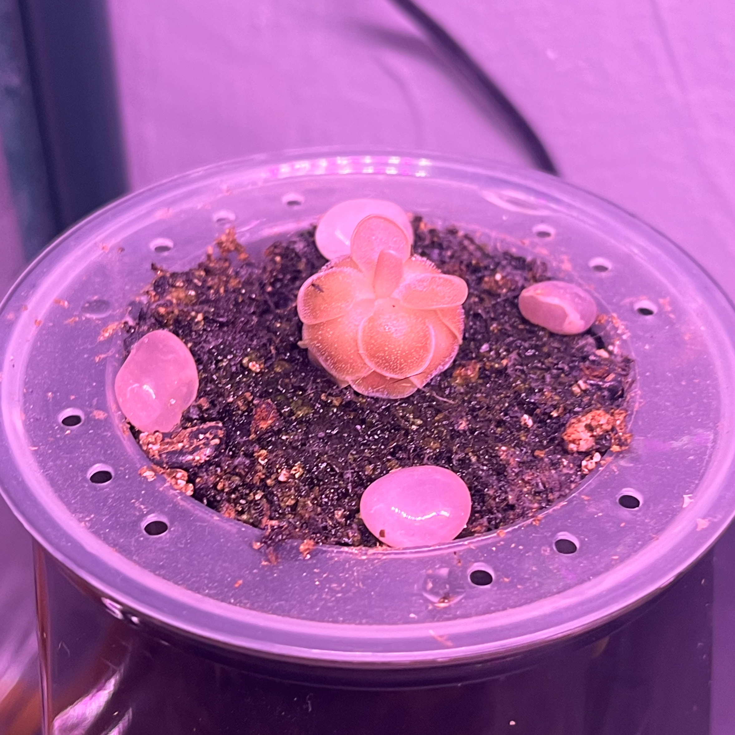 Plant care for Utricularia hamata on Greg, the plant care app