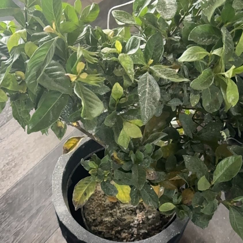Photo of the plant species Miami Supreme Gardenia by @ArdentProlifica named Kardashian on Greg, the plant care app
