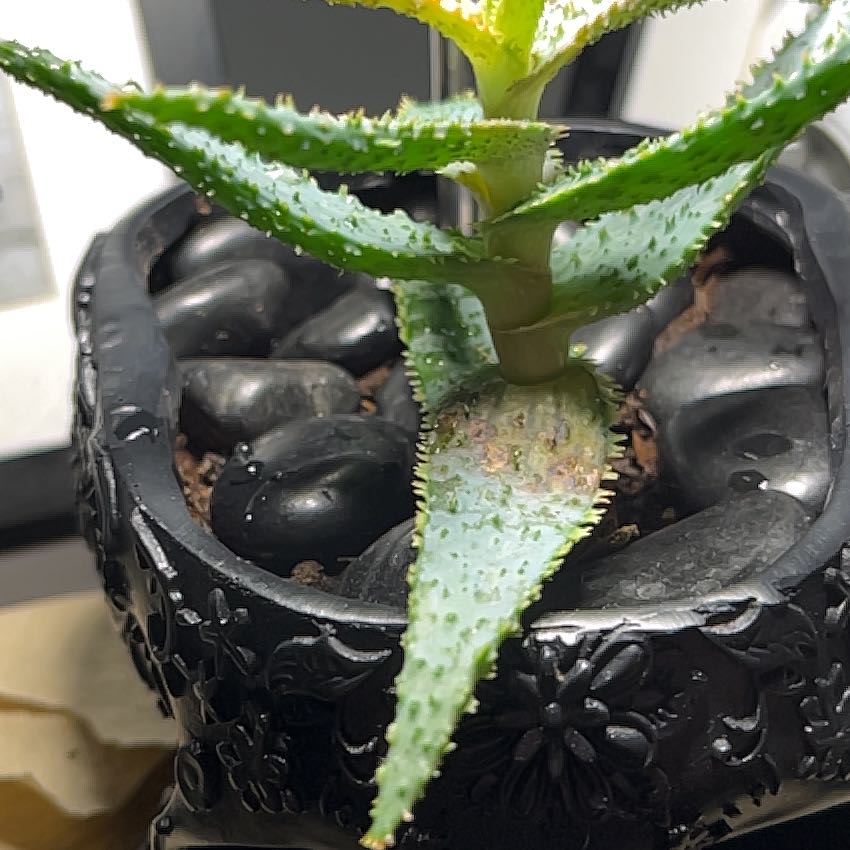 Photo of the plant species Mangave Purple People Eater by @WelefulOmnom named Doc on Greg, the plant care app