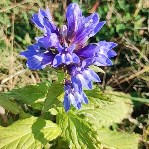 Photo of the plant species Clustered Bellflower by @GuruMeadowflax named Lavender on Greg, the plant care app
