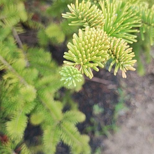 Photo of the plant species Fraser Fir by @GuruMeadowflax named Leaf Erickson on Greg, the plant care app