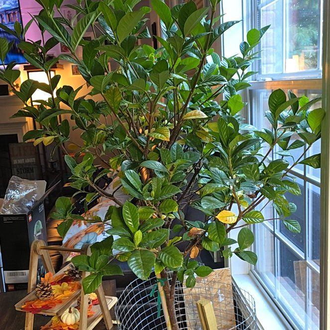 Photo of the plant species Miami Supreme Gardenia by @AstuteBushhoya named James Dean on Greg, the plant care app