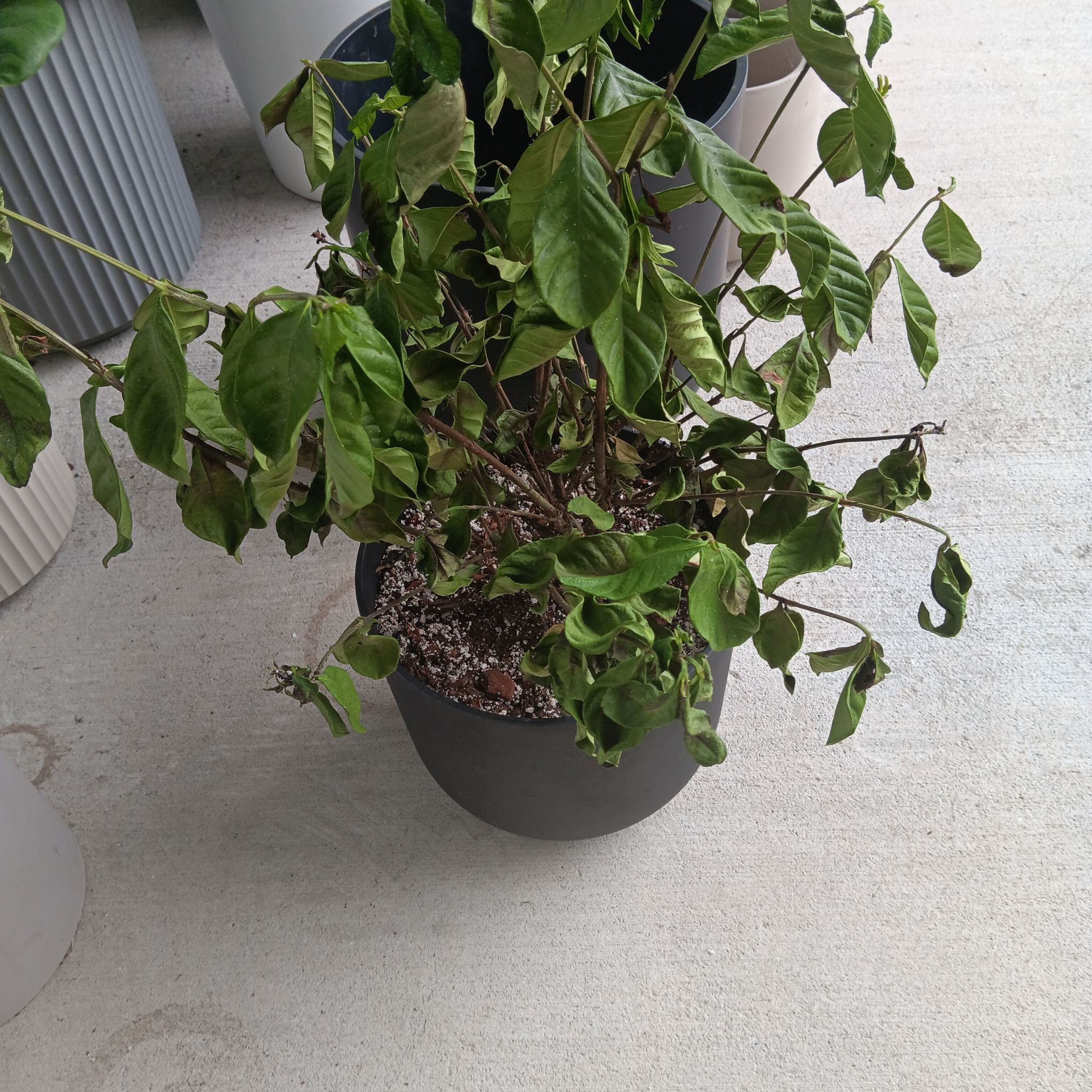 Captain Plant-it