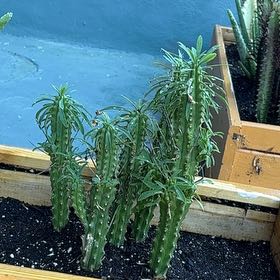 Photo of the plant species Euphorbia loricata by @LitheWildbasil named Bella on Greg, the plant care app