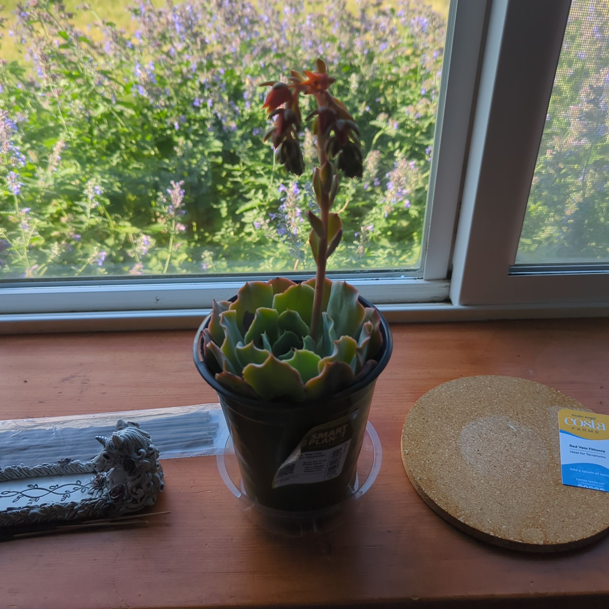 Photo of the plant species Echeveria 'Blue Frills' by @BabyBlacksapote named Aliena on Greg, the plant care app