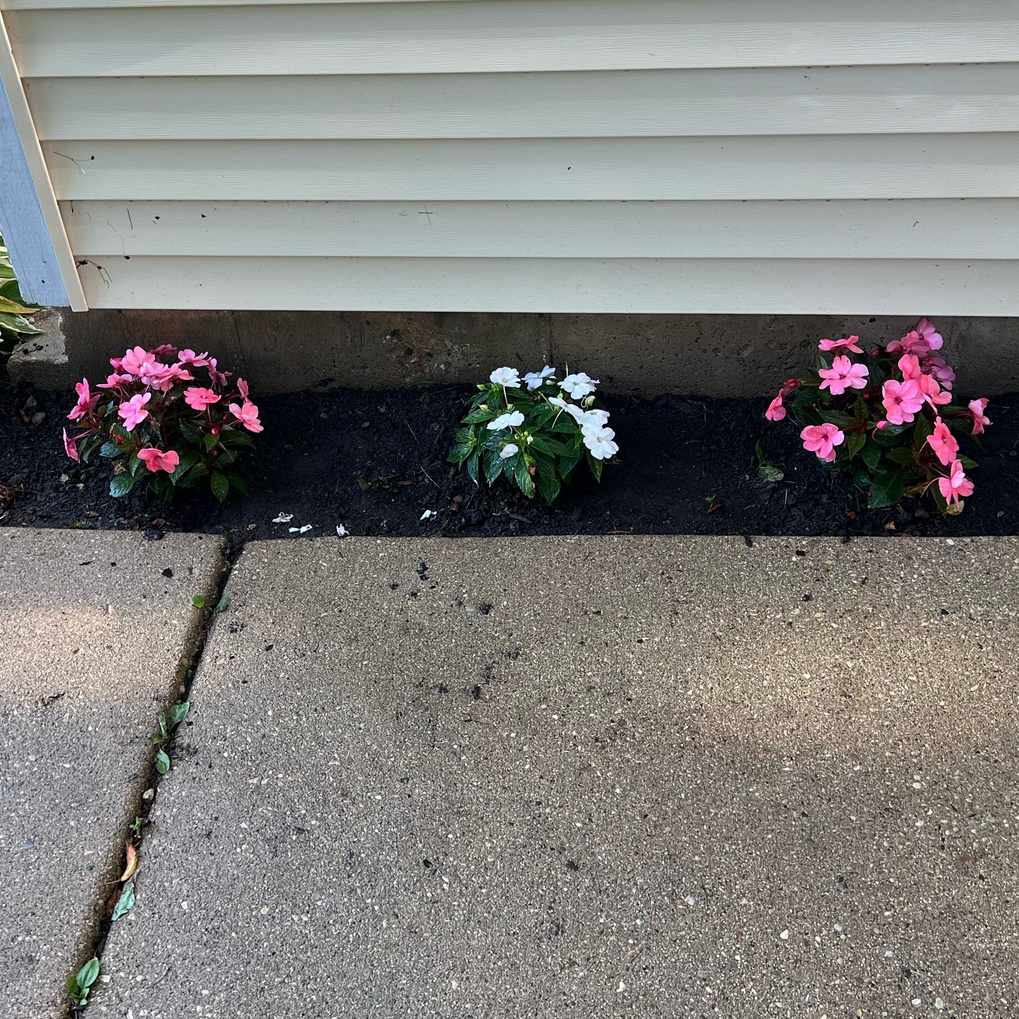 Photo of the plant species Impatiens Wallriana by @FamousIronweed named Mollie X 3 on Greg, the plant care app