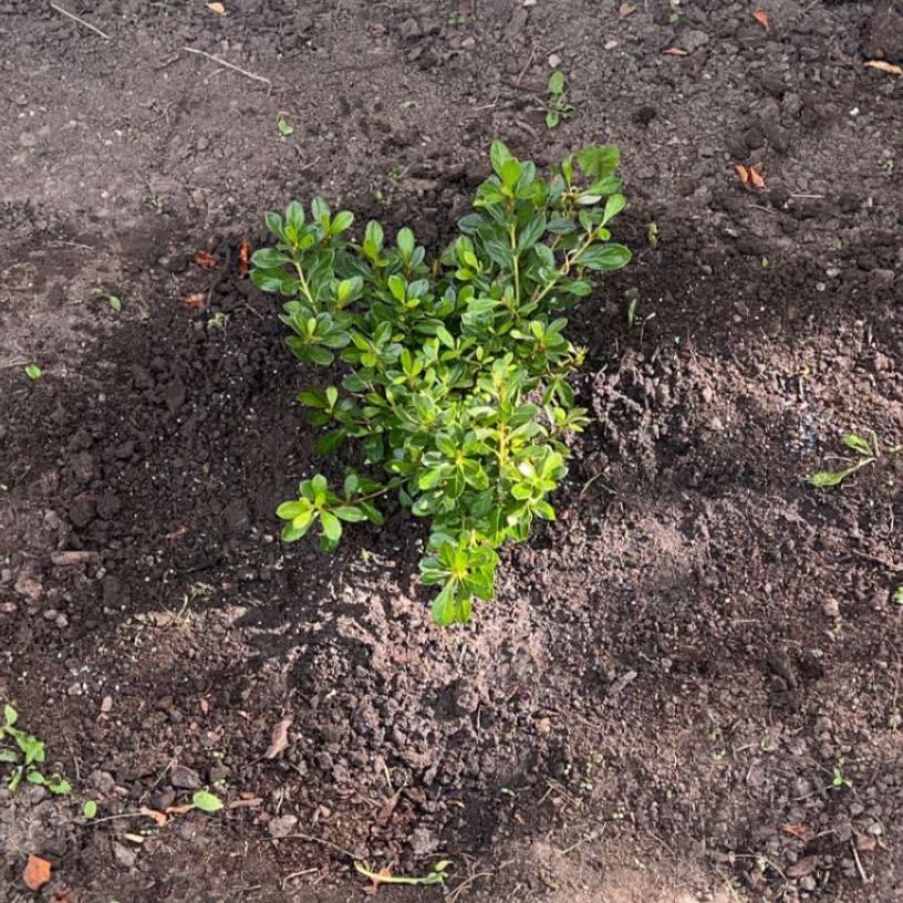 Photo of the plant species Encore Autumn Embers Azalea by @FamousIronweed named Autumn Angel on Greg, the plant care app