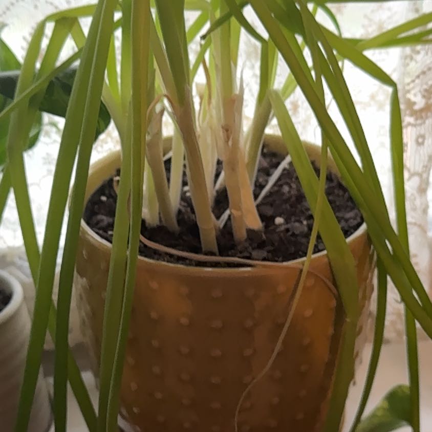 Photo of the plant species Green Onion by @Heygirlmcgee named Curie on Greg, the plant care app