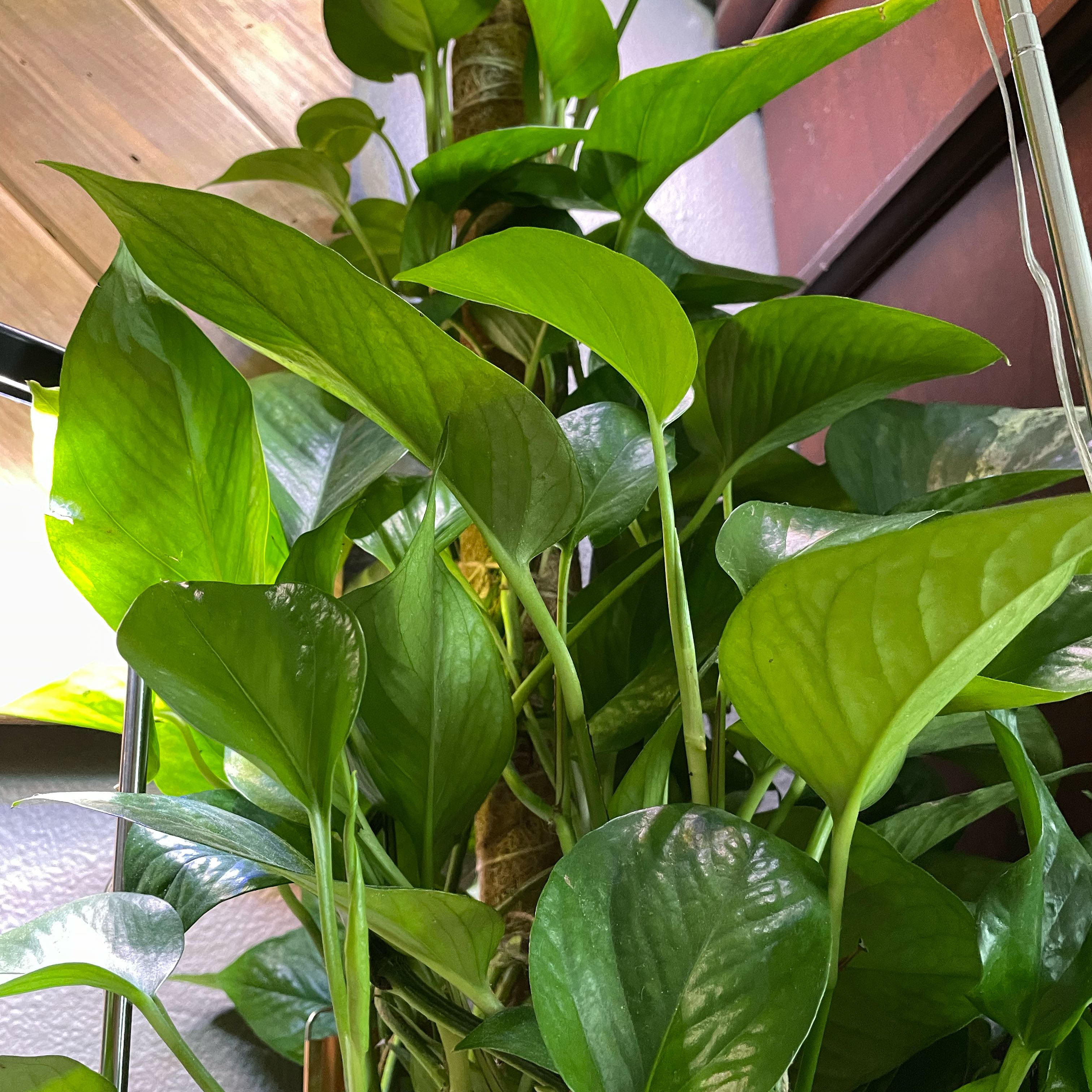 Photo of the plant species Pothos 'Green Queen' by @SuperbRaspfern named Kardashian on Greg, the plant care app
